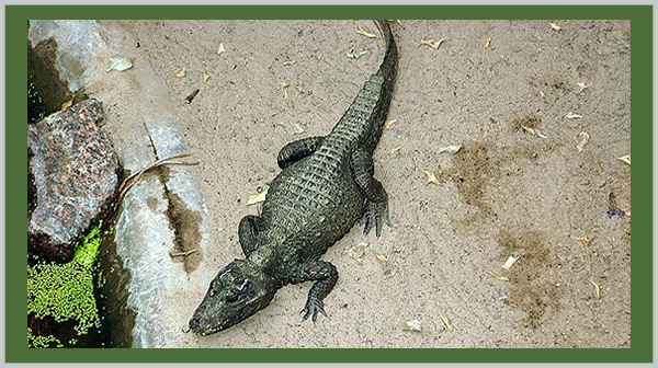 The Dwarf Crocodile - photo by Craig Kasnoff