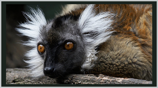 Black lemur - an endangered species in 2021 - Bagheera Endangered Species Education Resource