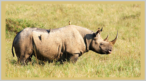 Black rhinoceros - an endangered species - Bagheera Endangered Species Education Resource