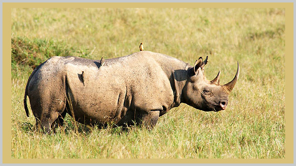 black rhinoceros