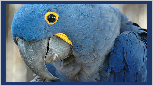 Blue Hyacinth Macaw