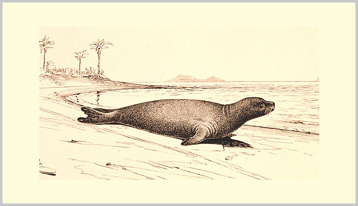 Caribbean Monk Seal -an extinct species - Bagheera Endangered Species Education Resource