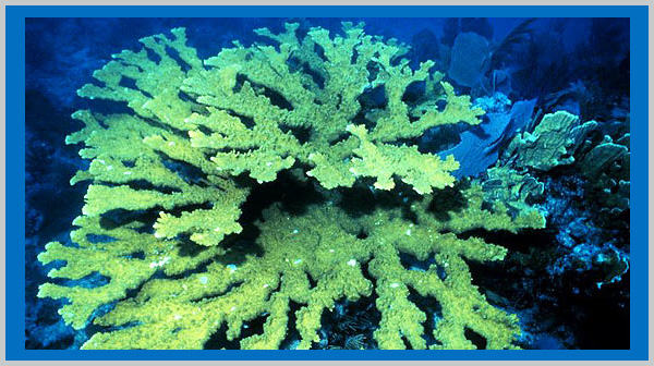 coral reefs - an endangered species in 2021 - Bagheera Endangered Species Education Resource