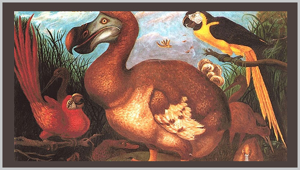 Dodo Bird - an extinct species - Bagheera Endangered Species Education Resource
