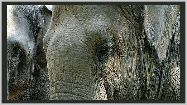 Asian and African elephants - endangered species in 2021 - Bagheera Endangered Species Education Resource - photo by Endangered Species Journalist Craig Kasnoff