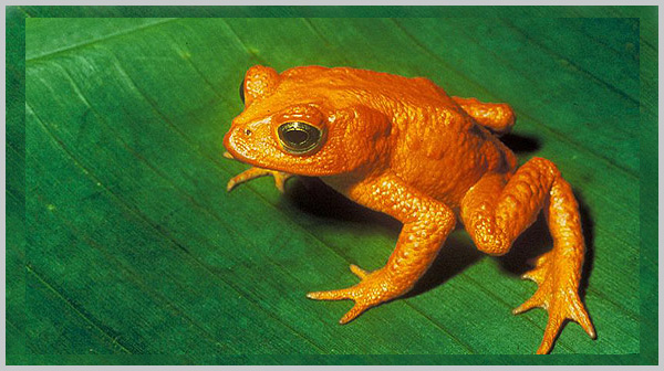 Monteverde Golden Toad - an extinct species - Bagheera Endangered Species Education Resource