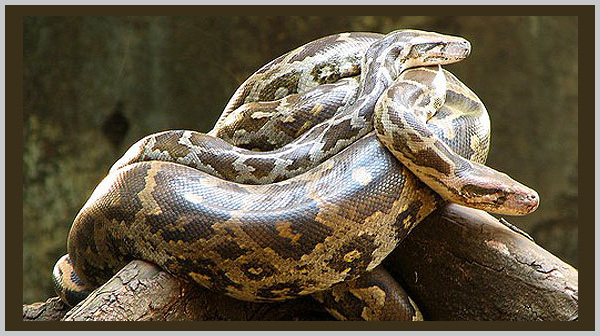Indian Python - photo by Craig Kasnoff