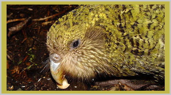 Kakapo - a critically endangered species in 2021 - Bagheera Endangered Species Education Resource