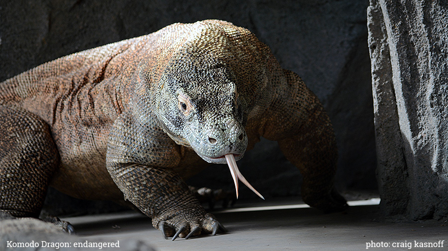 komodo dragon lizard