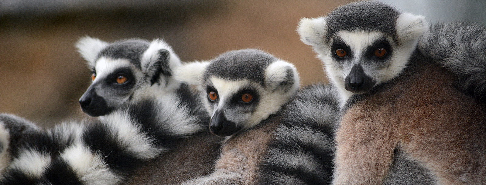 Ring-tailed Lemur - an Endangered Species in 2021 - Bagheera Endangered Species Education Resource - photo by Endangered Species Journalist Craig Kasnoff