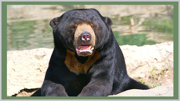 Malayan Sun Bear - a vulnerable species in 2021 - Bagheera Endangered Species Education Resource - photo by Craig Kasnoff