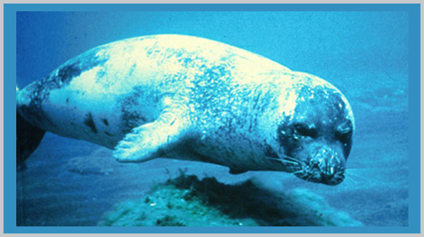 Mediterranean Monk Seal - an endangered species in 2021 - Bagheera Endangered Species Education Resource
