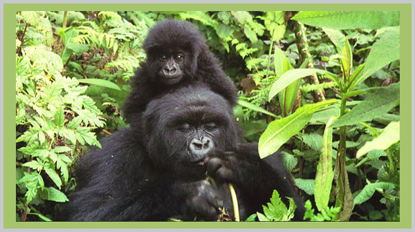 Mountain Gorilla - an endangered species in 2021 - Bagheera Endangered Species Education Resource 