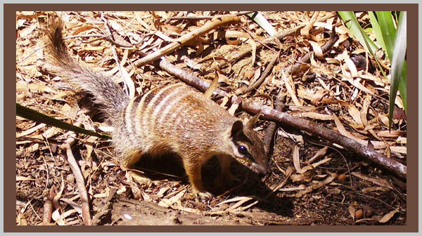 Numbat - an endangered species in 2021 - Bagheera Endangered Species Education Resource