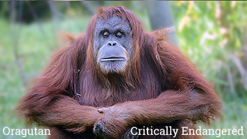 The orangutan is part of The Unfolding Story of Extinction- photo by Craig Kasnoff