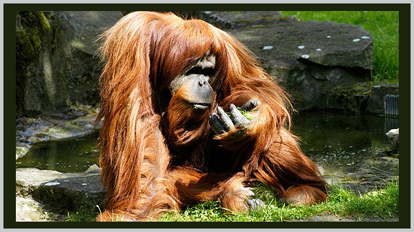 Orangutan - an endangered species in 2021 - Bagheera Endangered Species Education Resource - photo by Endangered Species Journalist Craig Kasnoff