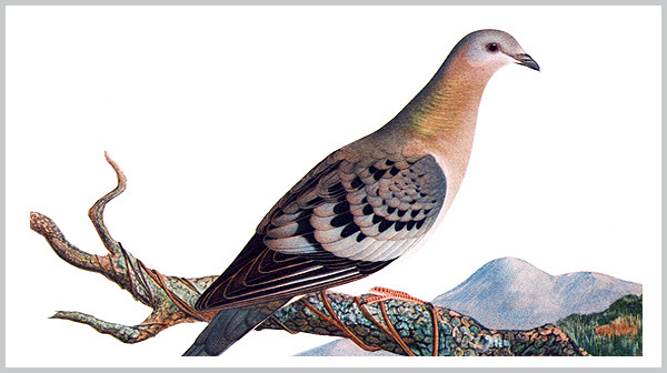 Passenger Pigeon - an extinct species - Bagheera Endangered Species Education Resource
