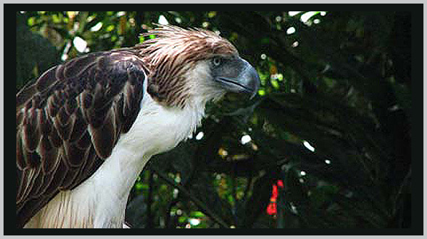 Philippine Monkey-Eating Eagle - an endangered species in 2021 - Bagheera Endangered Species Education Resource