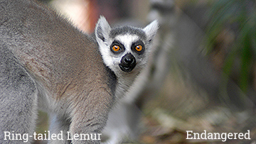The ring-tailed lemur is part of The Unfolding Story of Extinction - photo by Craig Kasnoff
