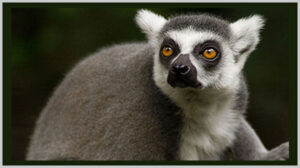 Ring-tailed lemur - Bagheera Endangered Species Classroom Studies