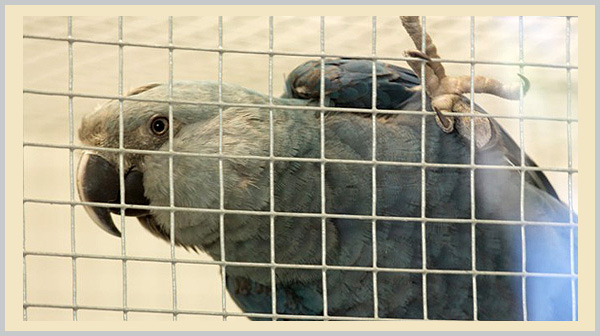 Spotlight on Spix's Macaw - Bagheera Endangered Species Education Resource