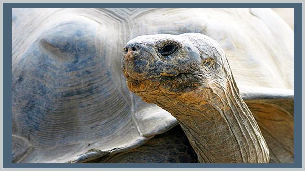 Spotlight on Turtles and Tortoises - Bagheera Endangered Species Education Resource - photo by Craig Kasnoff
