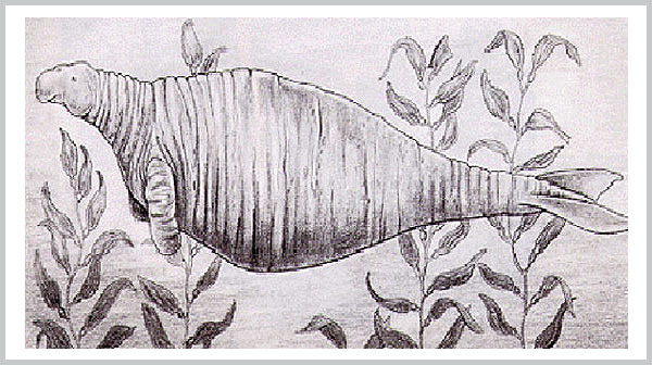 Steller's Sea Cow - an extinct species - Bagheera Endangered Species Education Resource