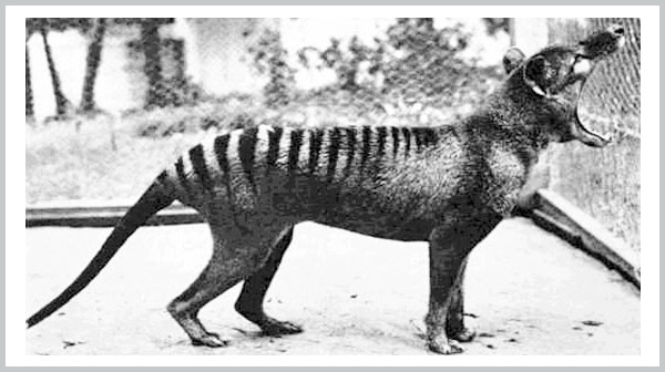 Tasmanian Tiger-Wolf - an extinct species - Bagheera Endangered Species Education Resource