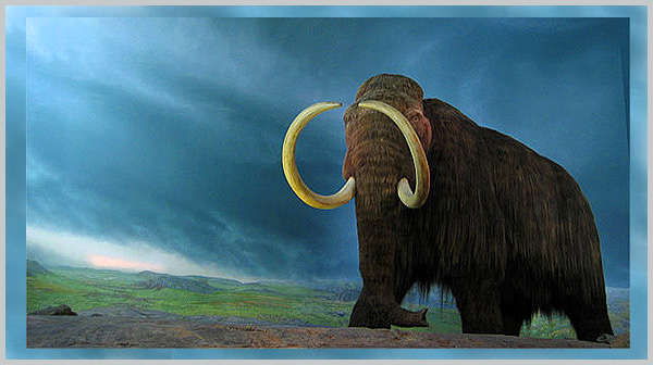 Woolly Mammoth - an extinct species - Bagheera Endangered Species Education Resource