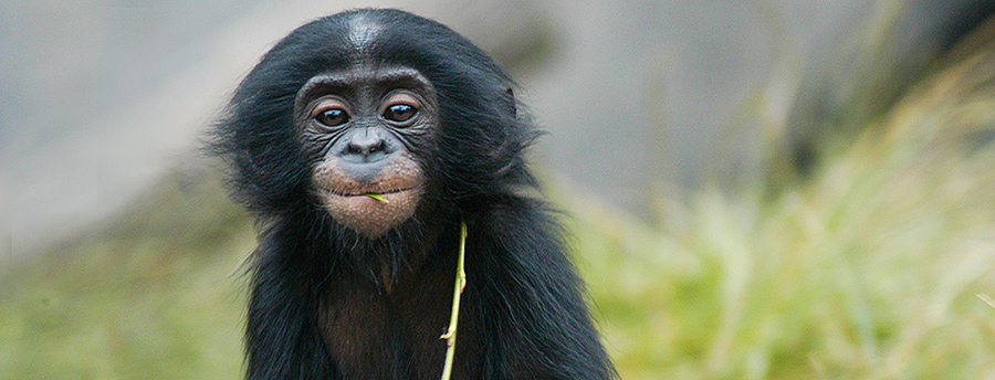 The Bonobo - an Endangered Species in 2021 - Bagheera.com Endangered Species Education Resource website - photo by Endangered Species Journalist Craig Kasnoff