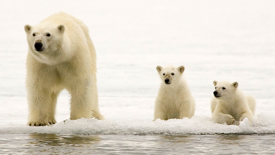 Polar Bears are Impacted by Global Climate Change - From Bagheera's Lair - Bagheera Endangered Species Education Resource 