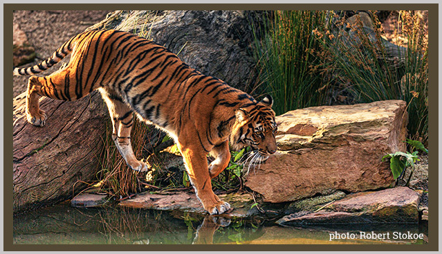 Bengal Tiger - Bagheera