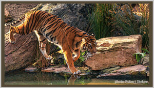 The Bengal Tiger - an Endangered Species - Bagheera Endangered Species Education Resource - photo by Robert Stokoe