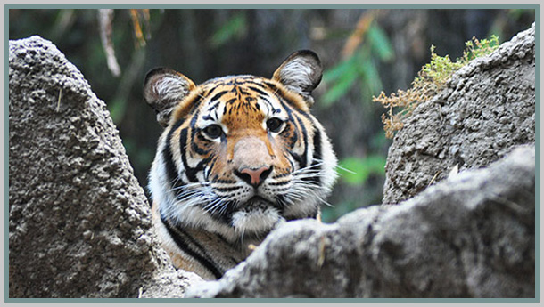 Habitat connectivity for endangered Indochinese tigers in Thailand -  ScienceDirect