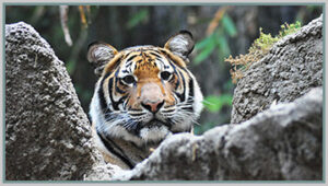 The Indochinese Tiger - an Endangered Species - Bagheera Endangered Species Education Resource - photo by Endangered Species Journalist Craig Kasnoff