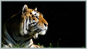 The Siberian Tiger - an Endangered Species - Bagheera Endangered Species Education Resource - photo by Endangered Species Journalist Craig Kasnoff