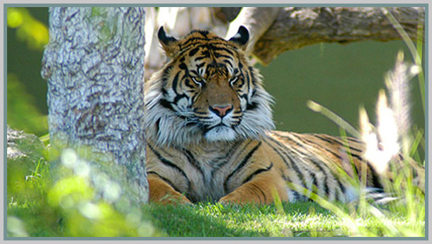 bengal tiger vs sumatran tiger